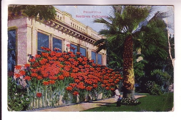 Poinsettas, Southern California,  Used 1917