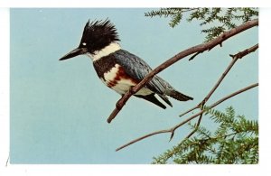 Birds - Belted Kingfisher  (Adult Female)