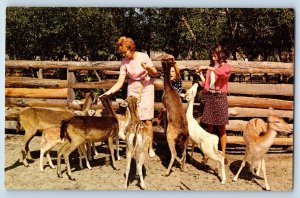 c1960 Sarasota Florida Vintage Postcard Deer Park Hand Feed Pet Photograph Deer