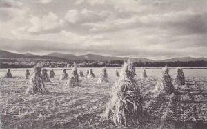 Maine Fryeburg Where The Cornfields Meet The Foothills Of The White Mountains...