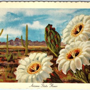 1967 AZ Arizona Flower Saguaro Cactus Blossom Desert Ken Haag Painting Art A334