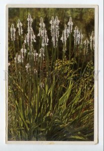 427925 Flower Plantago lancolatum Vintage Sammelwerk Tobacco Card w/ ADVERTISING