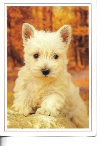 Animals. Puppy dog Modern French photo postcard 1070s
