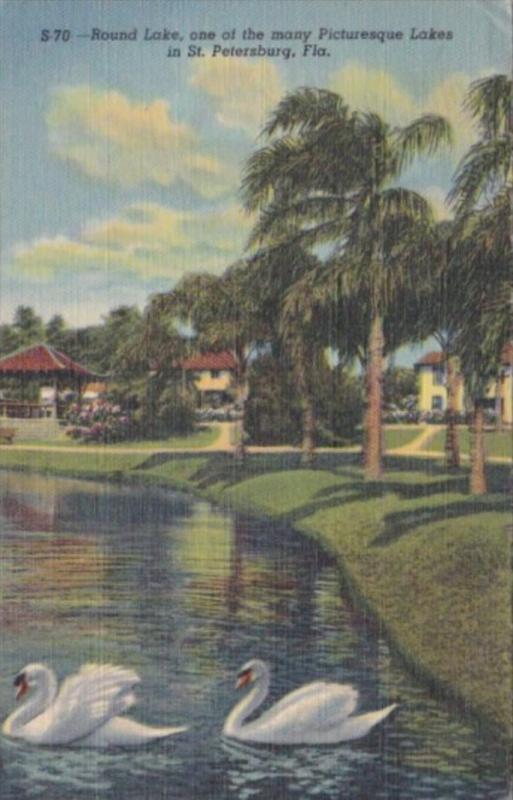 Florida St Petersburg White Swans On Round Lake 1950