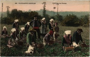 CPA PLOUGASTEL-DAOULAS - Cueillette des Fraises (987825)