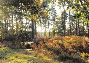 BR92240 north riding forest park dalby forest   uk