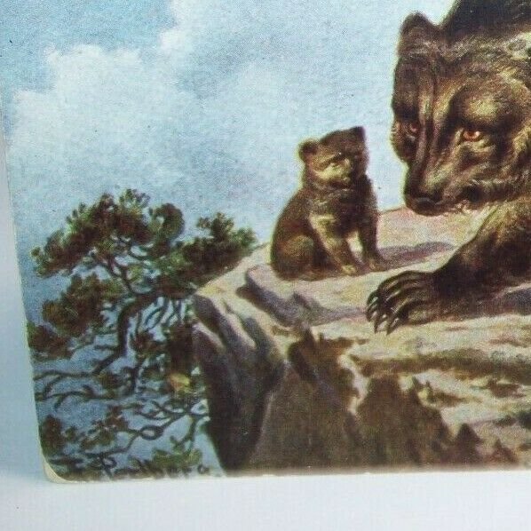 Black Bears Perlbera Vintage Postcard Unused Original Antique Series 562 CA & Co