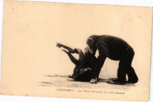 PC CONAKRY LE FIVE O'CLOCK DU CHIMPANZE GRENCH GUINEA (a29178)