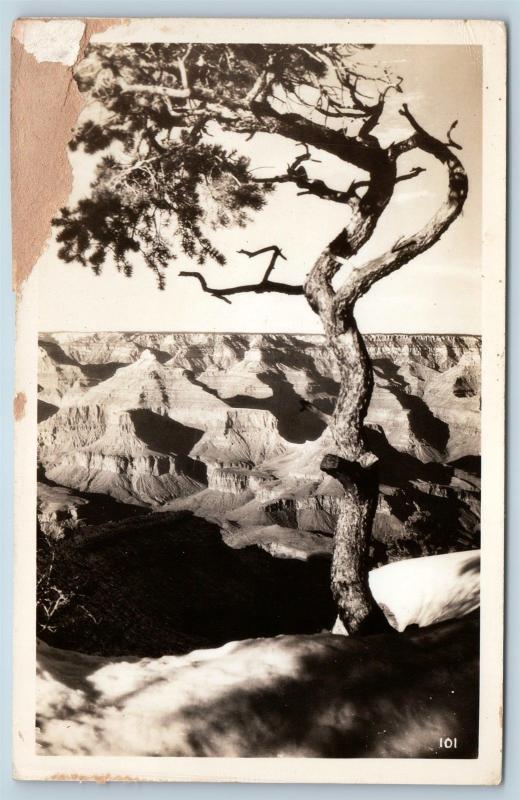 Postcard AZ Arizona Tree at Grand Canyon Real Photo RPPC K23