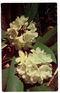 Mountain Rhododendron Flower