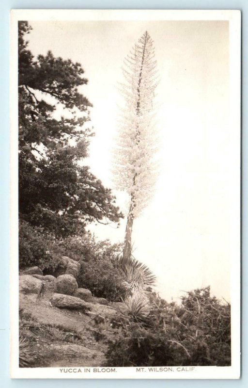 RPPC MT WILSON, CA California  YUCCA in BLOOM c1930s Los Angeles County Postcard