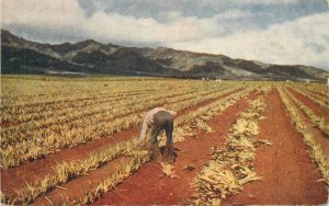 Postcard Hawaii 1940s Agriculture Farm Planting Pineapples C162 Roberts 23-3918