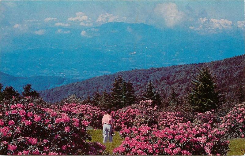 Rhododendron Garden Roan Mountain North Carolina NC Tennessee TN Postcard