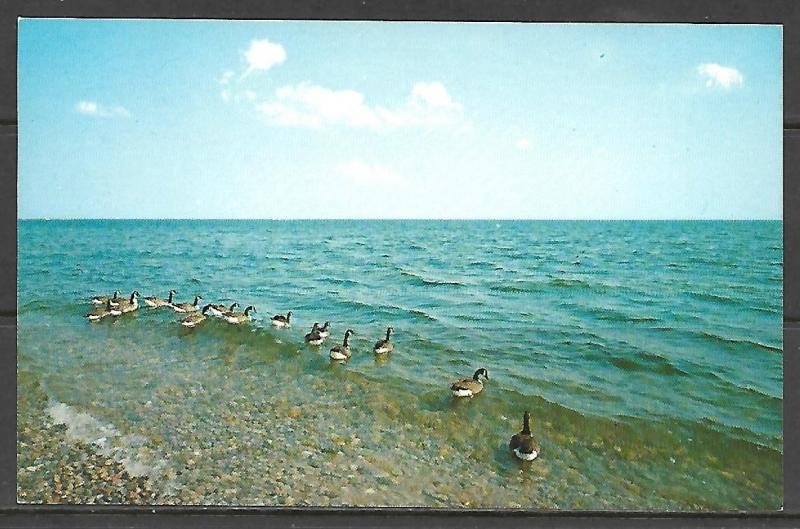 Massachusetts, Cape Cod - Canadian Geese - [MA-354]