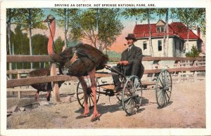 Postcard AR Man With Pipe Driving an Ostrich Hot Springs National Park 1927 V201