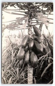 1930s HAWAIIAN ISLANDS PAPAYA TREE AZO RPPC POSTCARD P2325