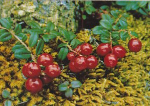 Lowbush Cranberries Or Kingmingnaq Northwest Territories Canada