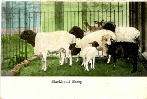 Blackhead Sheep