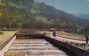 California Bonneville Dam Bradford Island Fish Ladder