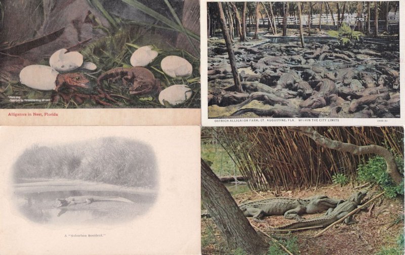 Alligators 4x Vintage American Postcard s