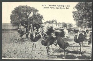 Ca 1909 PPC San Diego Ca Ostriches Fighting At Farm Mint Has Wear & Creases