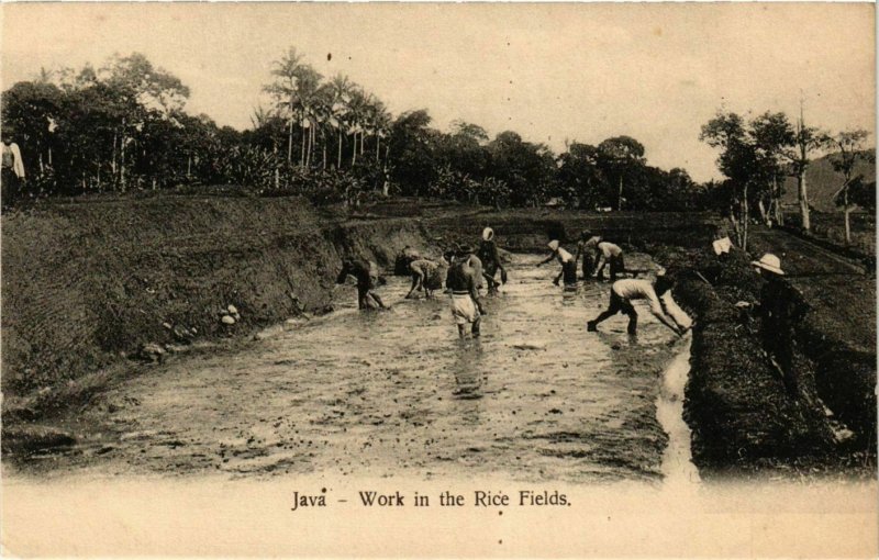 CPA AK Indonesia Java - Work in the Rice Fields (360518)