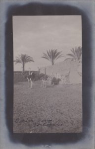 Egypt Heliopolis Ostrich Farm Real Photo