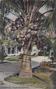 Florida Cocoanut Palm In Florida