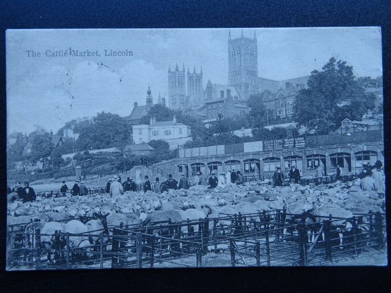Lincoln THE CATTLE MARKET - SHEEP shows sign NELSON & SONS c1909 Postcard