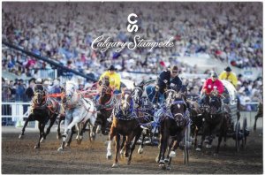 Chuck Wagon Races at Calgary Stampede Calgary Canada 4 by 6