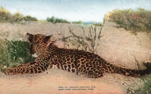 Vintage Postcard 1910's Indian Leopard Cub New York Zoological Park N. Y.