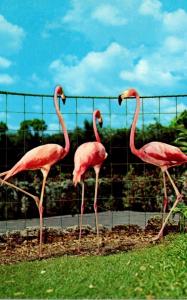 Birds Flamingos At Parrot Jungle Miami Florida