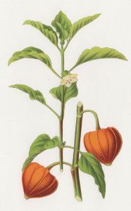 Physalis Alkekengi Old German Flower Painting Engraving Postcard