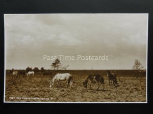 Hampshire NEW FOREST PONIES c1923 RP Postcard by Judges 7823