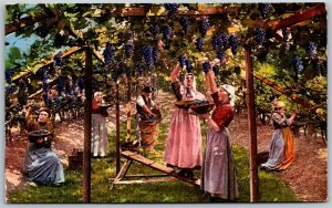 Vtg Bolzano Italy Grape Harvest South Tyrol Art 1910s Postcard