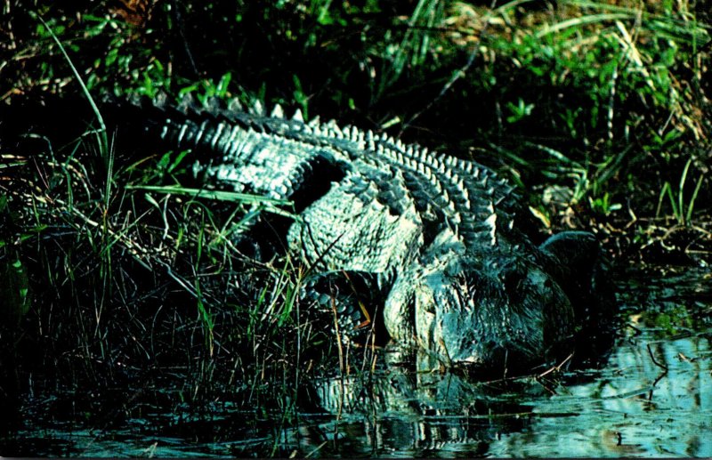 American Alligator Everglades National Park Florida