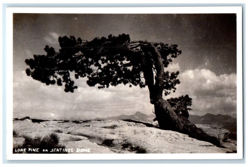 Lone Pine On Sentinel Doms Tree Yosemite National Park CA RPPC Photo Postcard