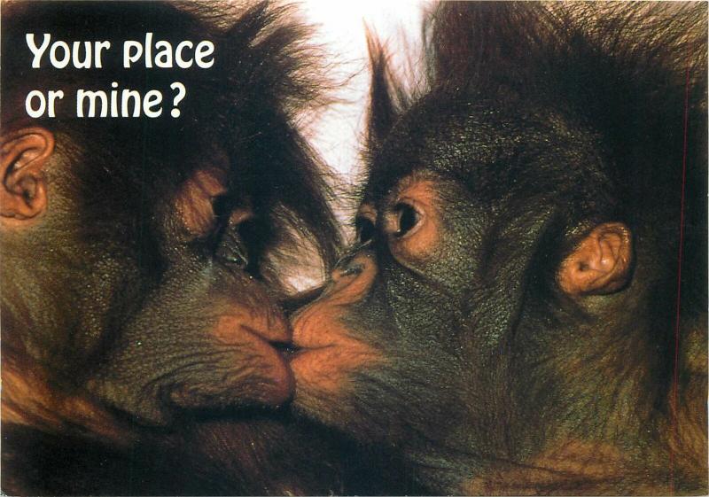 Kissing chimpanzees   Your place or mine ? postcard