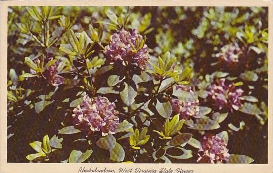 State Flower In Full Bloom Rhododendron West Virginia 1963