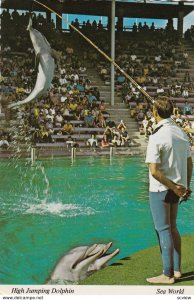 SAN DIEGO, California, 1950-60s; SEA WORLD, High Jumping Dolphins