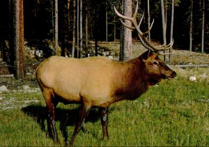 Elk The Male Wapiti