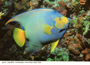 Queen Angelfish,Pennekamp Coral Reef State Park,FL