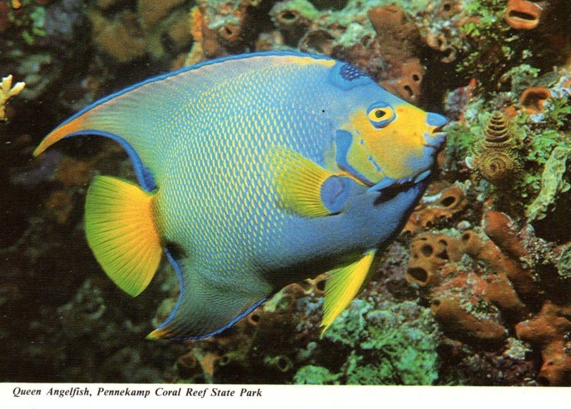 Queen Angelfish,Pennekamp Coral Reef State Park,FL