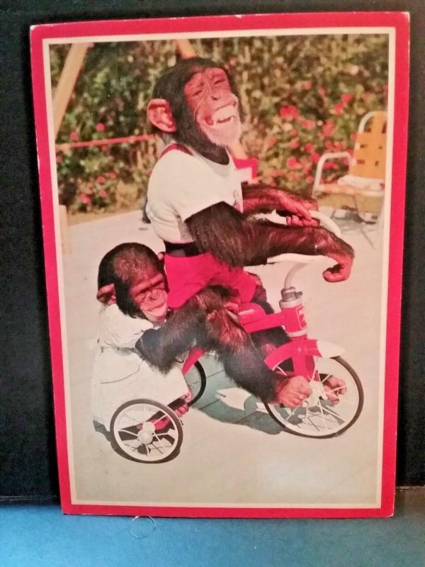 Postcard Chimpanzees at the Monkey Jungle in Miami FL.   Z6