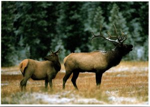 North American Elk