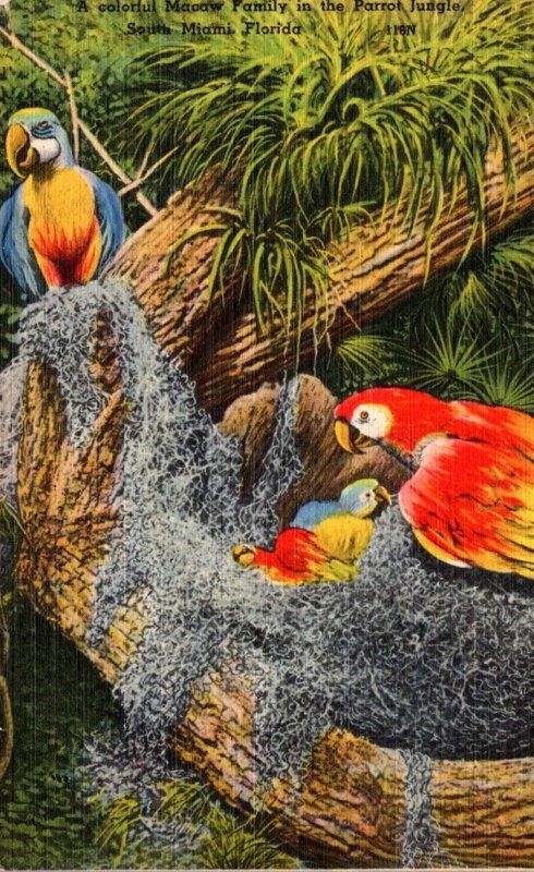 Florida Miami Macaw Family At Parrot Jungle