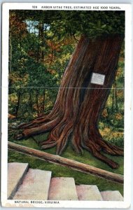 Postcard - Arbor-Vitae Tree - Natural Bridge, Virginia