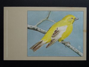 Bird Theme GOLDEN SPARROW c1950s Postcard by P. Sluis Series 3 No.25