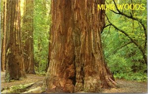 postcard California - Muir Woods