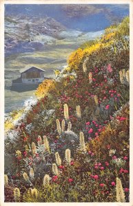 B016 Flowers Campanula thyrsoidea Straussbluetige Glockenblume Fextal postcard